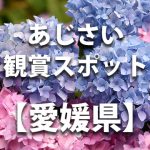 愛媛県のあじさい鑑賞スポット・名所・穴場　見ごろや開花時期、紫陽花祭り情報など