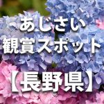 長野県のあじさい鑑賞スポット・名所・穴場　見ごろや開花時期、紫陽花祭り情報など
