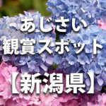 新潟県のあじさい鑑賞スポット・名所・穴場　見ごろや開花時期、紫陽花祭り情報など