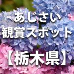 栃木県県のあじさい鑑賞スポット・名所・穴場　見ごろや開花時期、紫陽花祭り情報など
