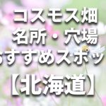 【丸加高原コスモス畑】北海道滝川市