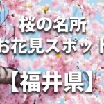 福井県の桜の名所や花見スポット／人気・定番・穴場／ライトアップやイベント情報一覧