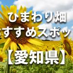 愛知県のひまわり畑 オススメ人気スポット／名所／穴場・イベント情報