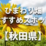秋田県のひまわり畑 オススメ人気スポット／名所／穴場・イベント情報