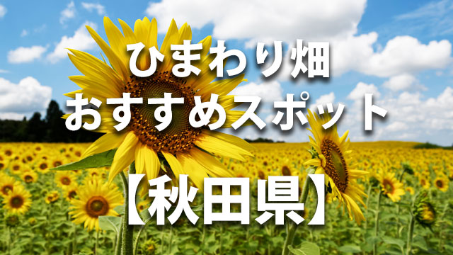 秋田県　ひまわり