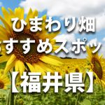 福井県のひまわり畑 オススメ人気スポット／名所／穴場・イベント情報