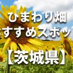 茨城県のひまわり畑 オススメ人気スポット／名所／穴場・イベント情報