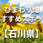 石川県のひまわり畑 オススメ人気スポット／名所／穴場・イベント情報