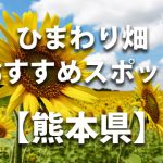 熊本県のひまわり畑 オススメ人気スポット／名所／穴場・イベント情報