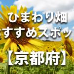 京都府のひまわり畑 オススメ人気スポット／名所／穴場・イベント情報