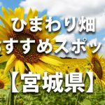宮城県のひまわり畑 オススメ人気スポット／名所／穴場・イベント情報