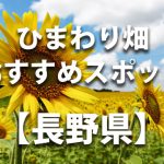 長野県のひまわり畑 オススメ人気スポット／名所／穴場・イベント情報