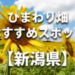 新潟県のひまわり畑 オススメ人気スポット／名所／穴場・イベント情報