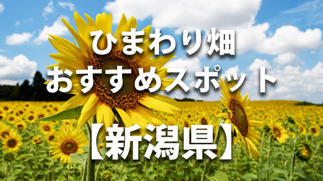 新潟県　ひまわり