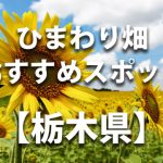 栃木県のひまわり畑 オススメ人気スポット／名所／穴場・イベント情報